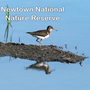 Newtown Nature Reserve logo
